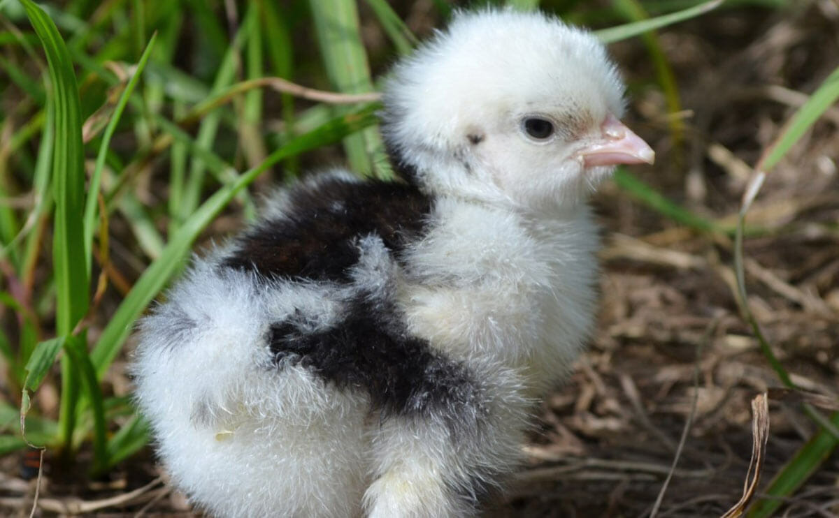 Chicken Breeds - Rare Breeds Canada