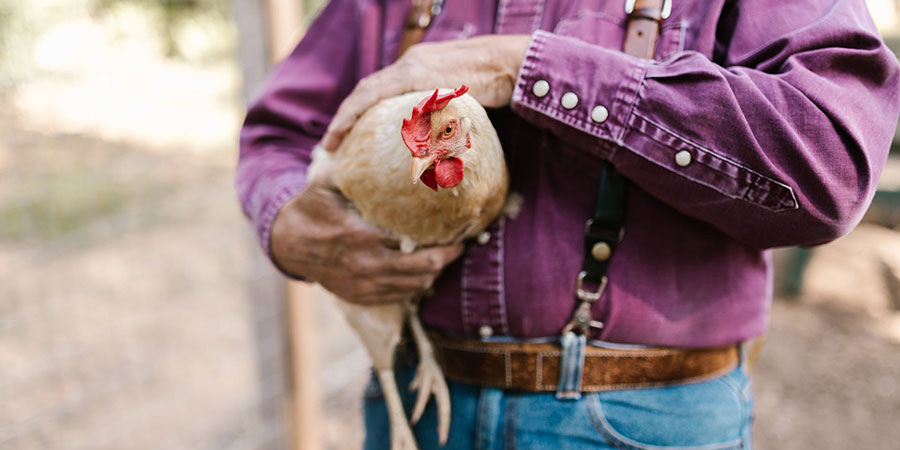 farmer wearing purple long sleeves shirt and blue jeans holding a brown hen at his farm